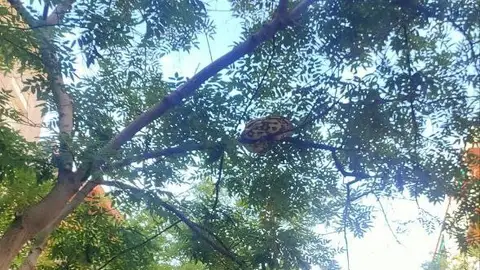 Imagen de la serpiente colgada en el árbol