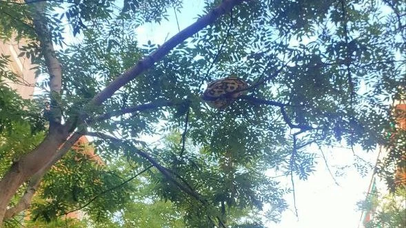 Imagen de la serpiente colgada en el &aacute;rbol