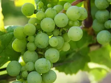 Uva Albariño Uva Albariño