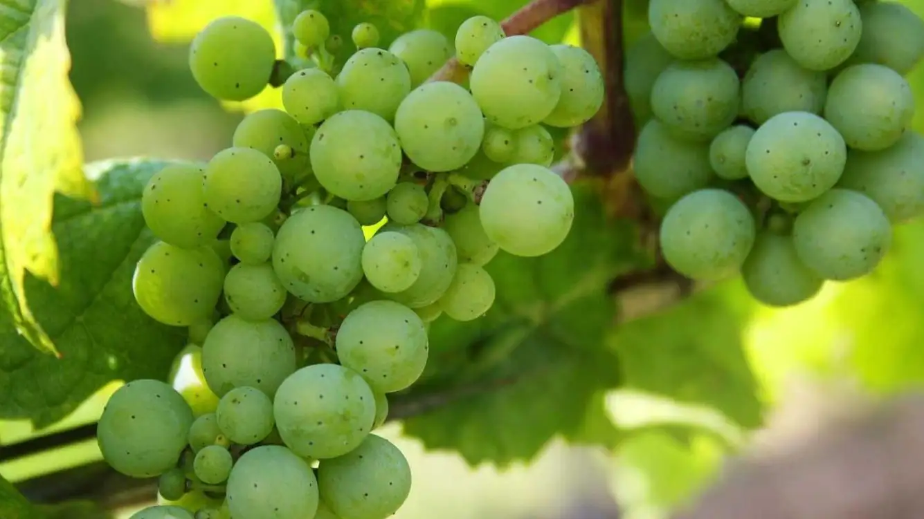 Uva Albariño Uva Albariño