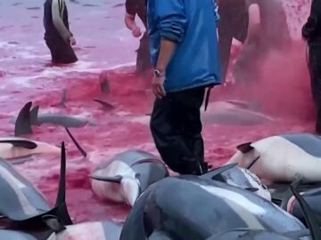 Masacre de cetáceos en las Islas Feroe