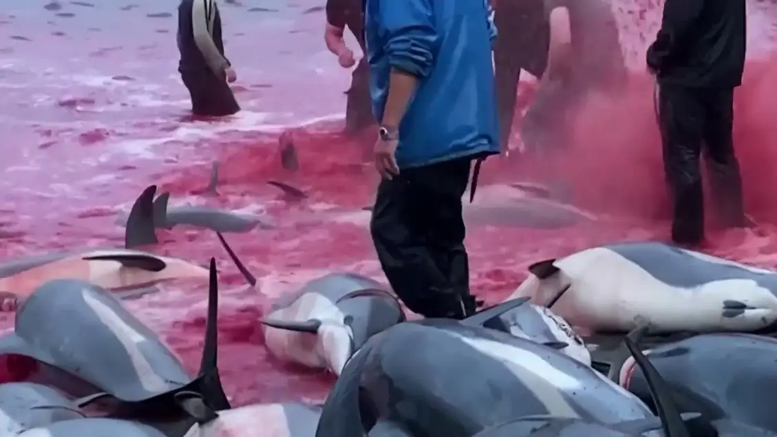 Masacre de cetáceos en las Islas Feroe Masacre de cetáceos en las Islas Feroe