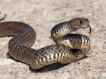 Día Mundial de la Serpiente Día Mundial de la Serpiente