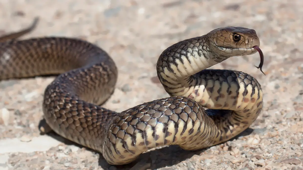 Día Mundial de la Serpiente Día Mundial de la Serpiente