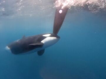 Momento en el que una orca golpea el timón de un barco de la Ocean Race