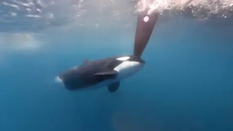 Momento en el que una orca golpea el timón de un barco de la Ocean Race Momento en el que una orca golpea el timón de un barco de la Ocean Race