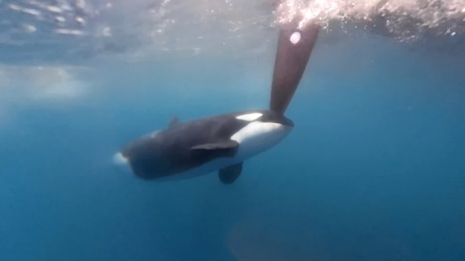 Momento en el que una orca golpea el tim&oacute;n de un barco de la Ocean Race