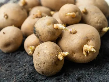 Patatas con brotes Patatas con brotes