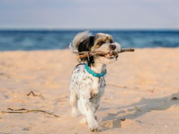 Perro en una playa