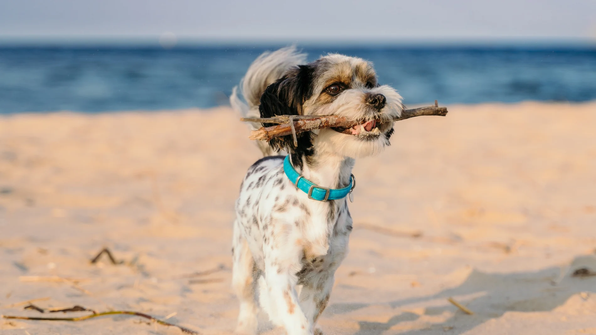 Perro en una playa