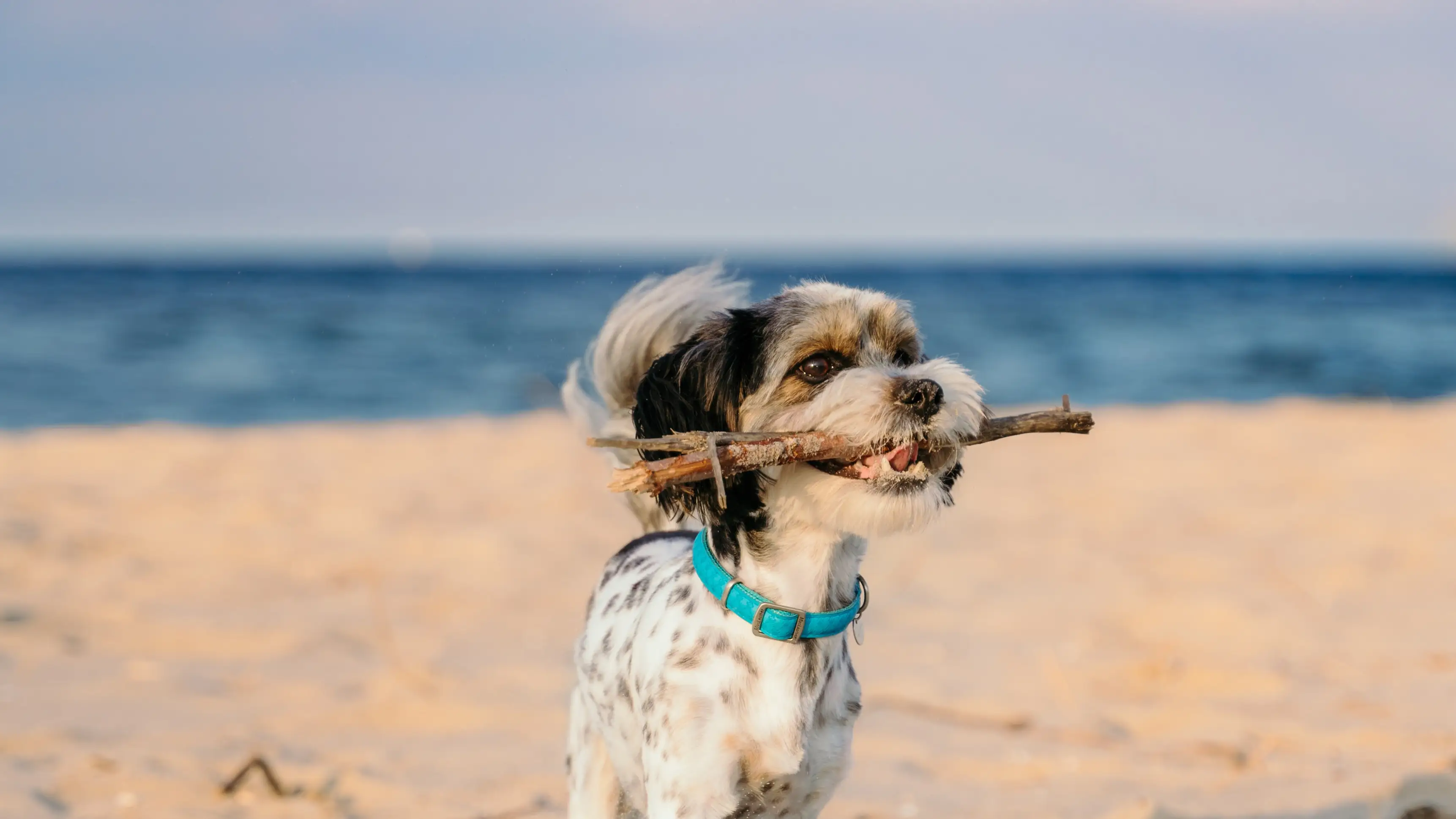 Perro en una playa