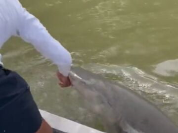 Momento en el que un tiburón muerde a un pescador en Florida