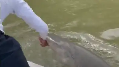 Momento en el que un tibur&oacute;n muerde a un pescador en Florida