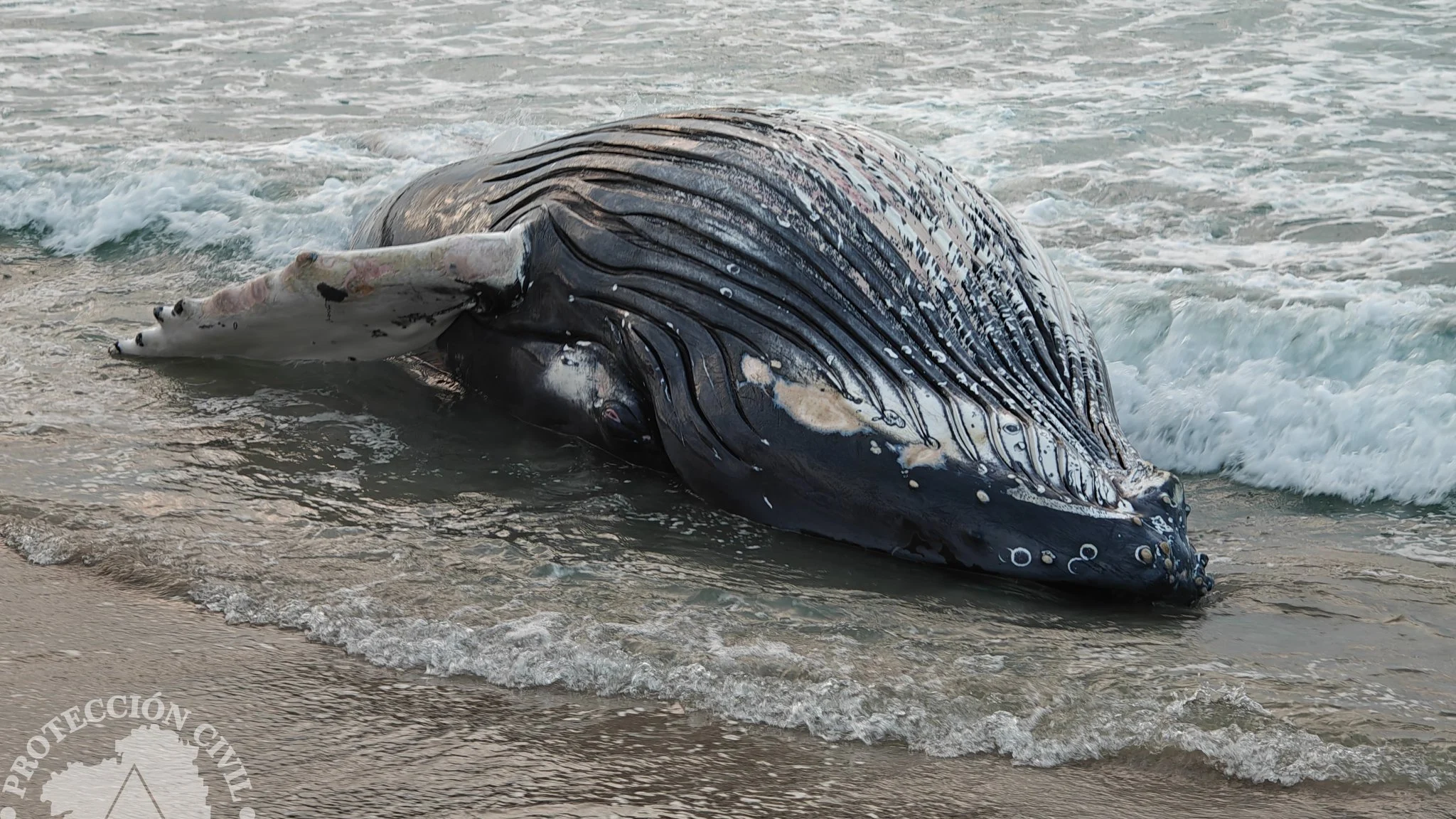 Ballena jorobada varada en Ferrol