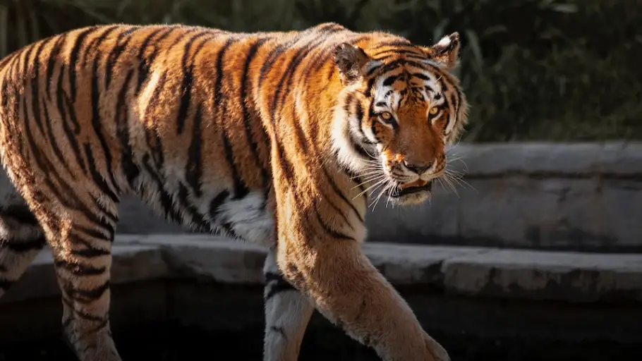 Tigre Tigre