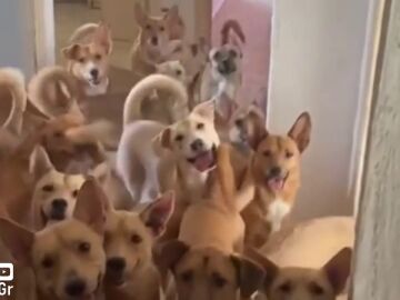 Rescatan a 34 perros que vivían hacinados en un piso de Granada