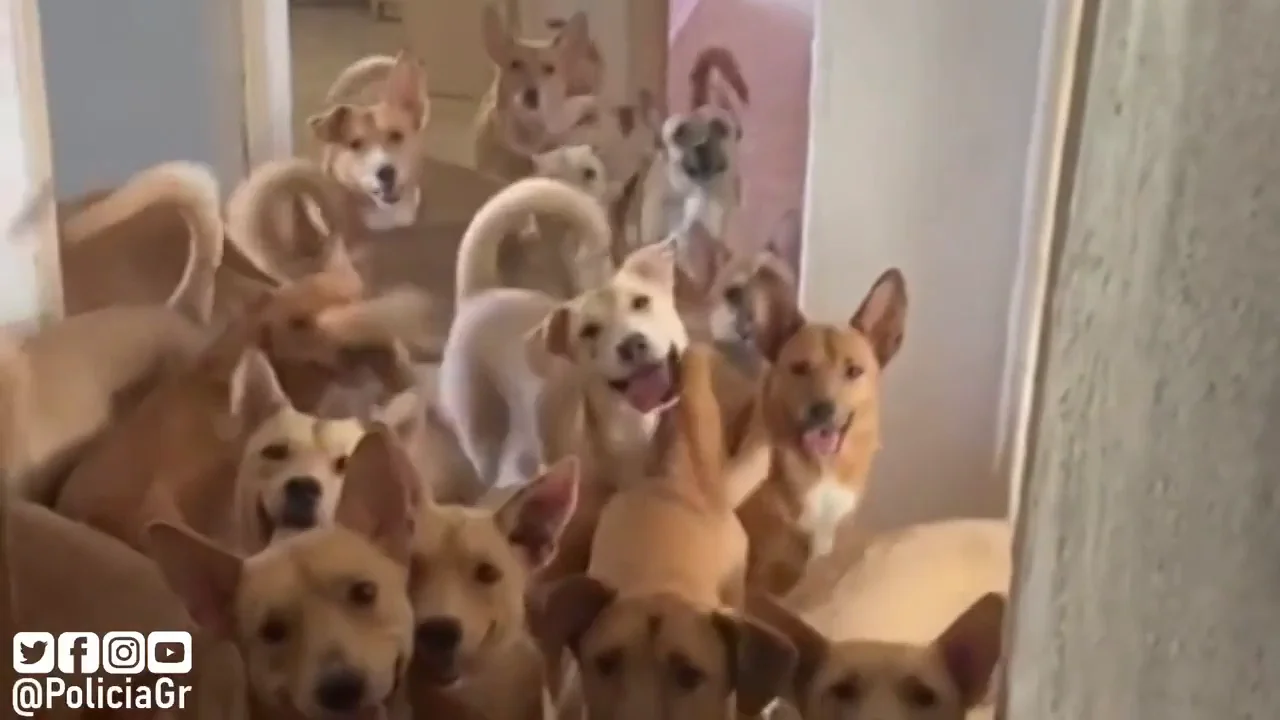 Rescatan a 34 perros que viv&iacute;an hacinados en un piso de Granada
