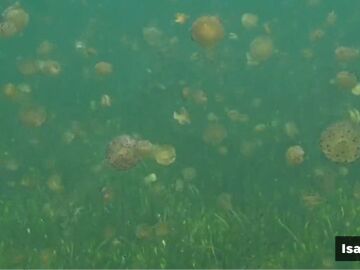 Medusas en el Mar Menor