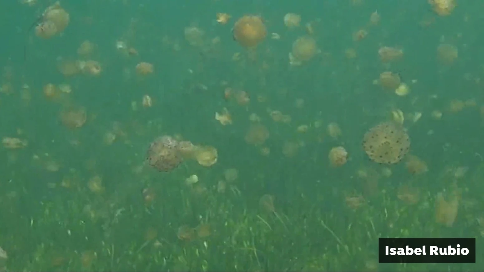 Medusas en el Mar Menor