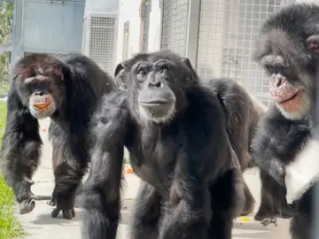 Imagen de Vanilla, la chimpancé Imagen de Vanilla, la chimpancé