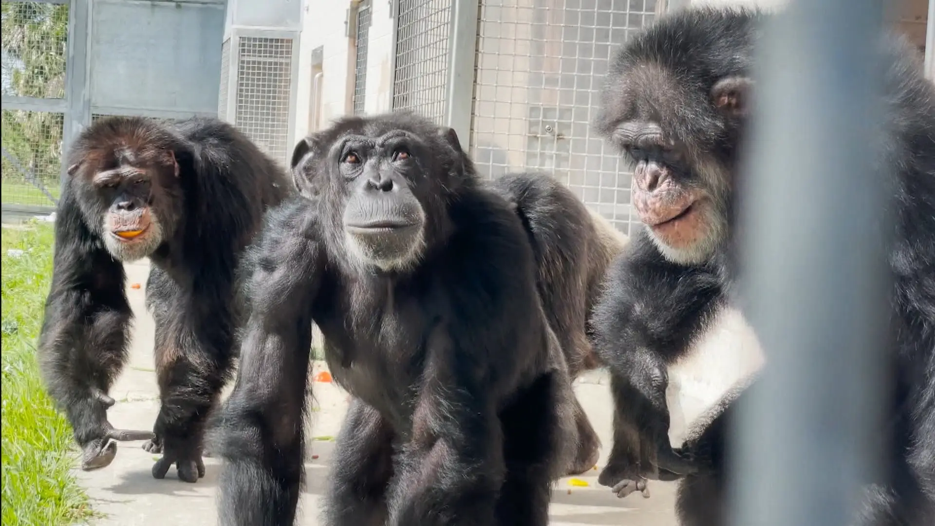Imagen de Vanilla, la chimpancé Imagen de Vanilla, la chimpancé