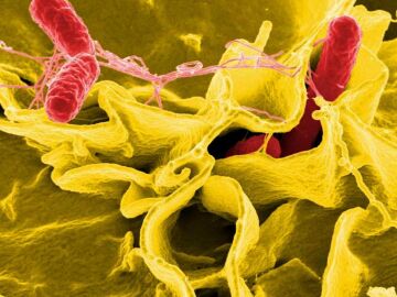 Imagen de archivo de una bacteria de salmonela