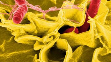 Imagen de archivo de una bacteria de salmonela