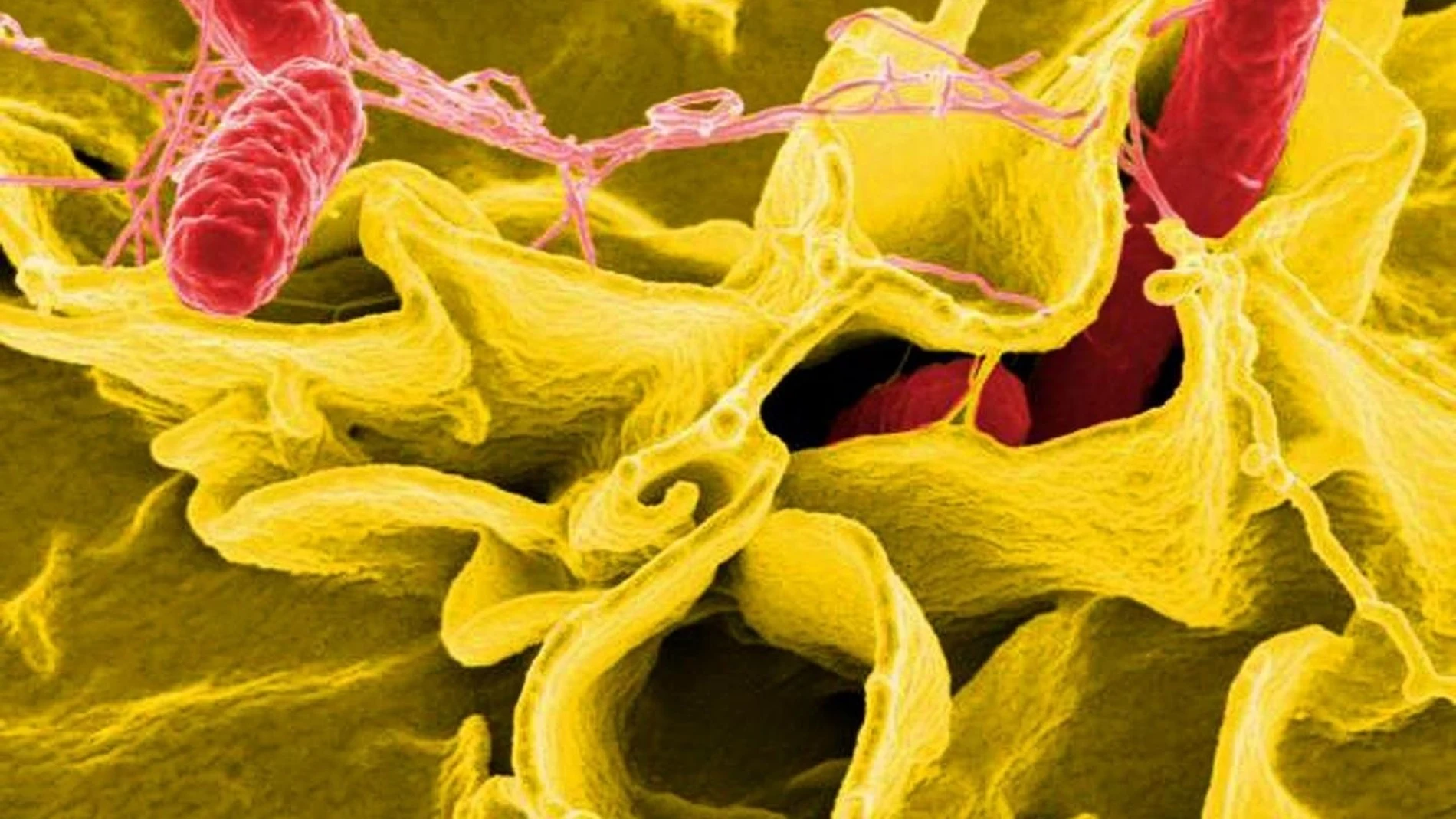 Imagen de archivo de una bacteria de salmonela Imagen de archivo de una bacteria de salmonela