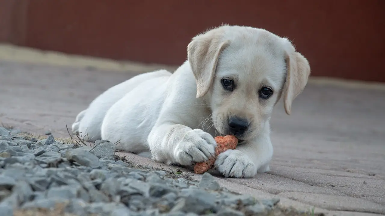 Perro labrador Perro labrador