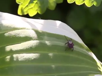 Garrapata Garrapata