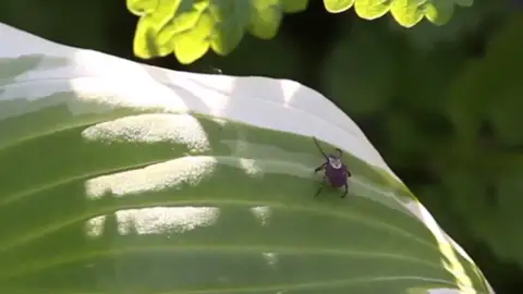 Garrapata Garrapata