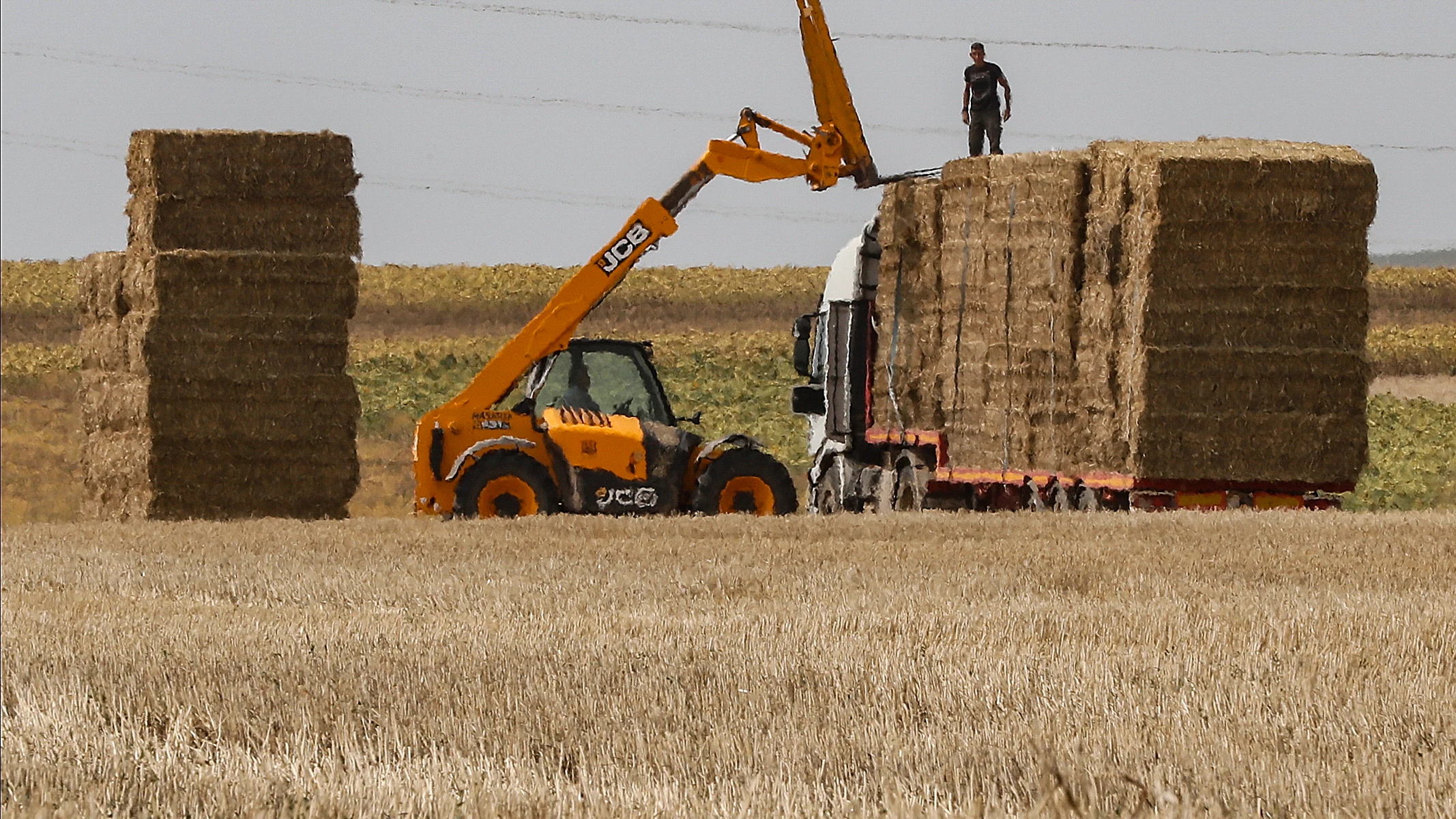 Trabajador campo