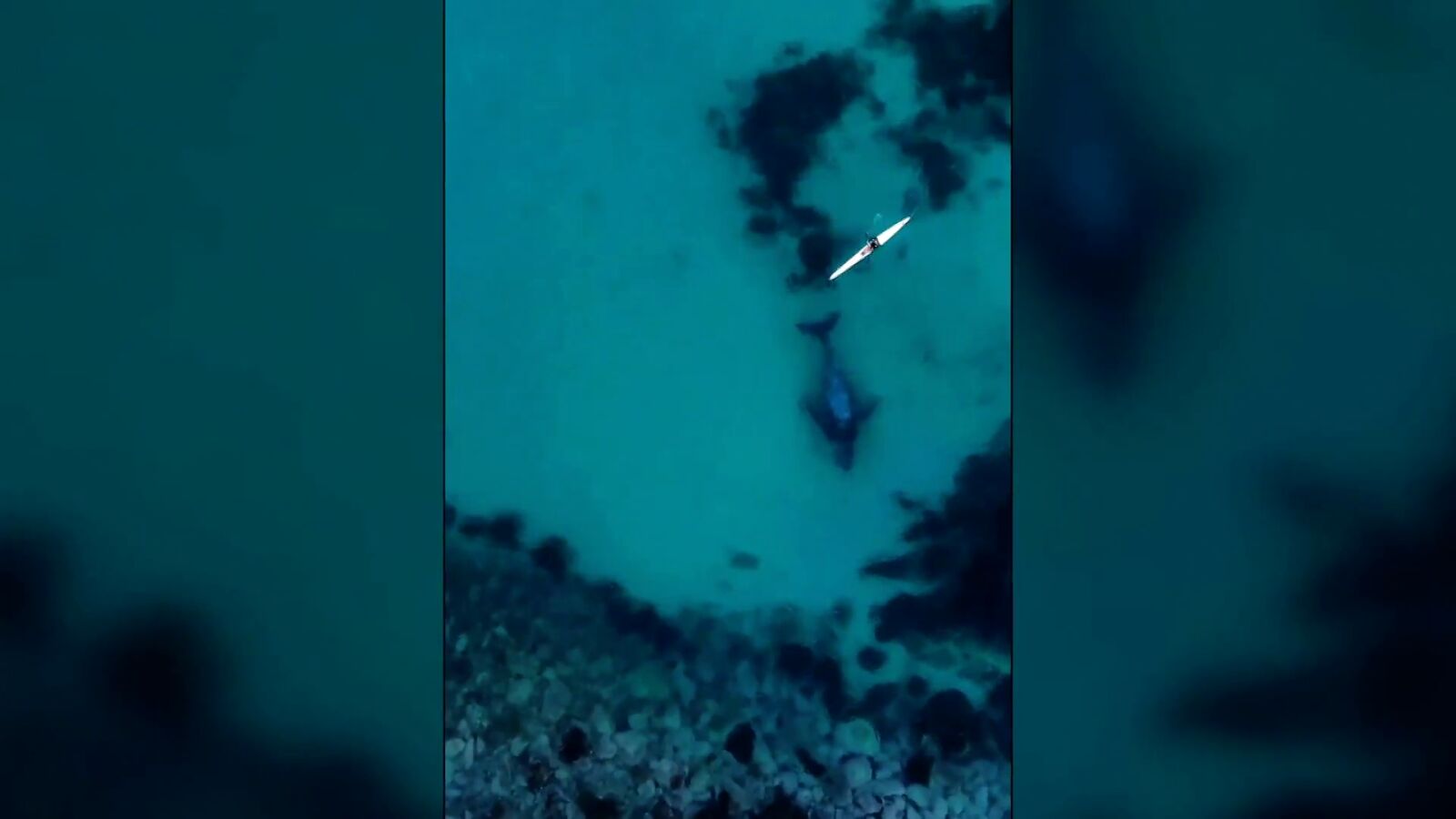 Un deportista se da un paseo en kayak... ¡junto a una ballena!