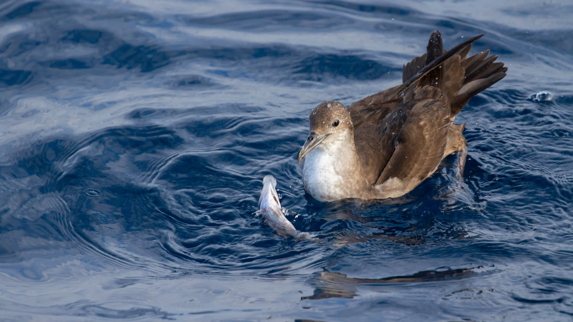 Uno de los mayores puntos negros de exposición al plástico por parte de las aves marinas se encuentra en el mar Mediterráneo