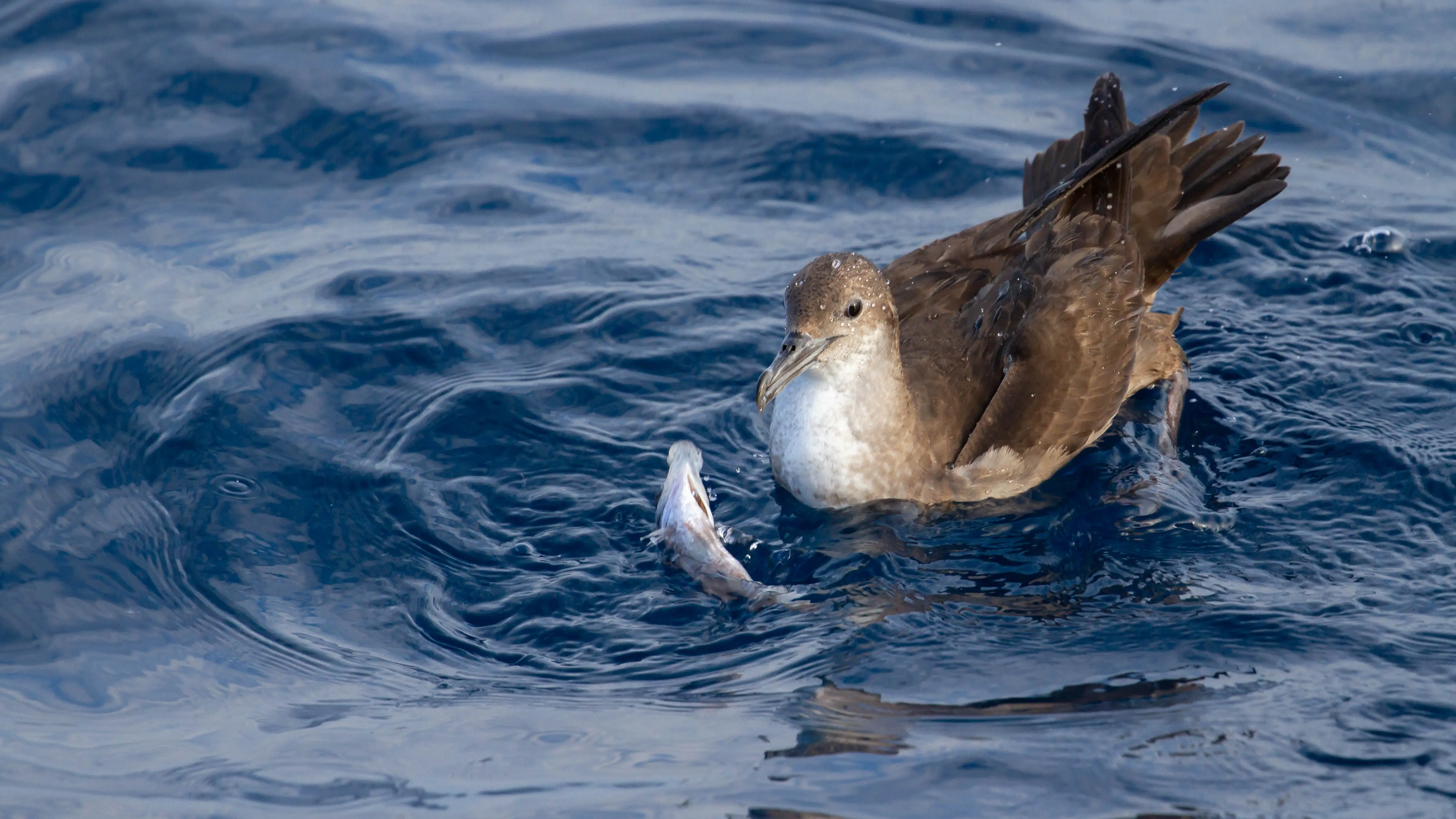 Uno de los mayores puntos negros de exposición al plástico por parte de las aves marinas se encuentra en el mar Mediterráneo Uno de los mayores puntos negros de exposición al plástico por parte de las aves marinas se encuentra en el mar Mediterráneo