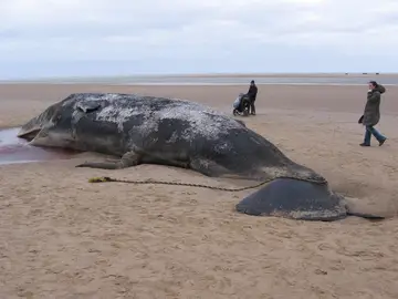 El cachalote apareció varado en la playa de Nogales, en la costa noreste de La Palma El cachalote apareció varado en la playa de Nogales, en la costa noreste de La Palma