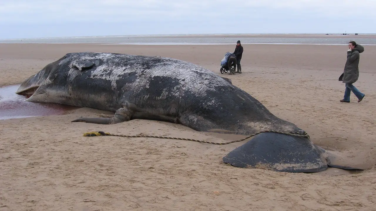 El cachalote apareció varado en la playa de Nogales, en la costa noreste de La Palma El cachalote apareció varado en la playa de Nogales, en la costa noreste de La Palma
