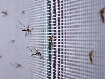 Mosquitera Mosquitera