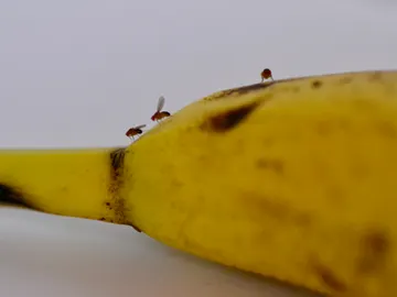Moscas de la fruta Moscas de la fruta
