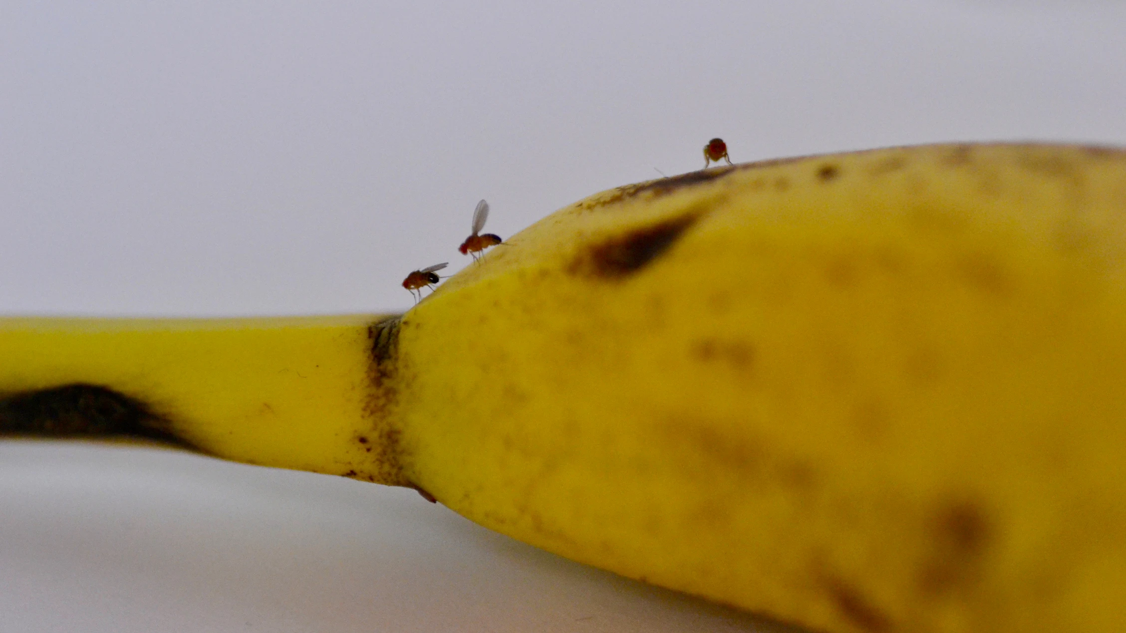 Moscas de la fruta