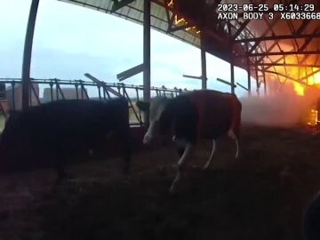 Vacas rescatadas del fuego
