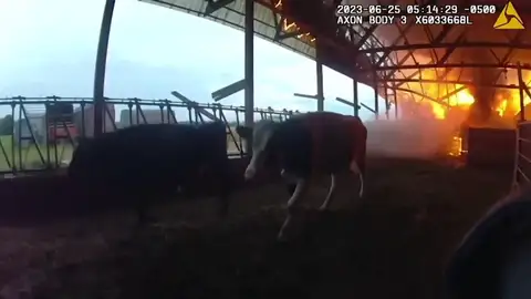 Vacas rescatadas del fuego Antena3 Noticias