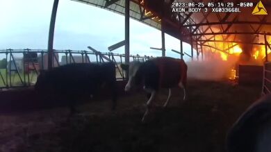 Vídeo: la heroica hazaña de un policía que rescata a tres vacas a punto de morir quemadas