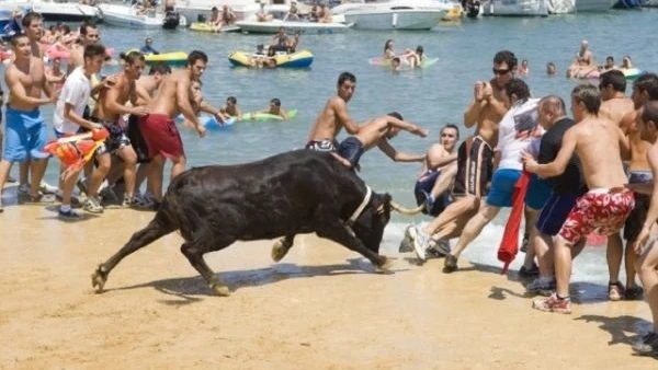 La celebraci&oacute;n de los 'Bous a la mar' en D&eacute;nia