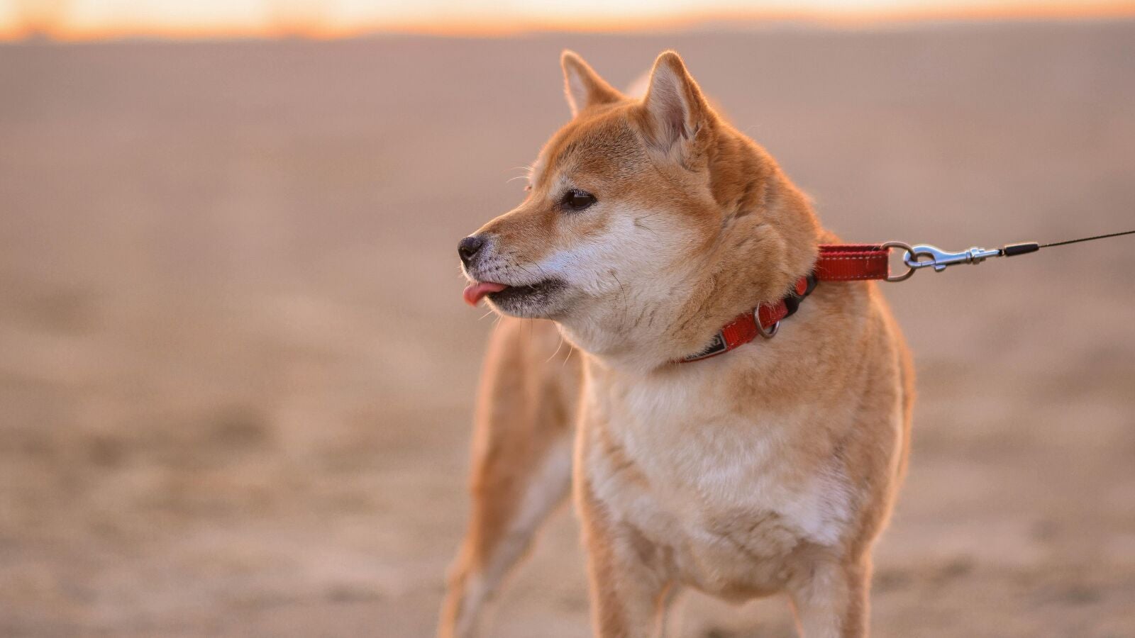 Protector solar para mascotas que puedes comprar en Amazon 