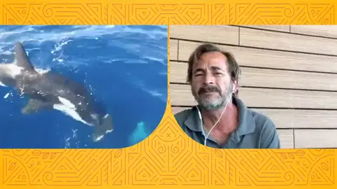 Su velero quedó destrozado por el ataque de una manada de orcas en Cádiz: "Nunca había visto algo así" Su velero quedó destrozado por el ataque de una manada de orcas en Cádiz: "Nunca había visto algo así"