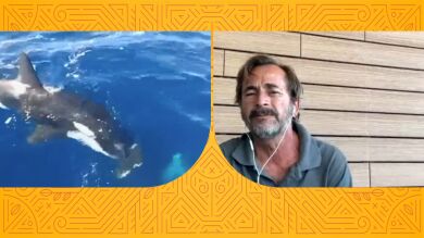 El velero en el que navegaba fue atacado por una manada de orcas en Cádiz: 