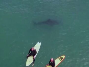 Unos surfistas domando olas a escasos metros de un enorme tiburón blanco