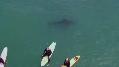 Unos surfistas domando olas a escasos metros de un enorme tiburón blanco Unos surfistas domando olas a escasos metros de un enorme tiburón blanco