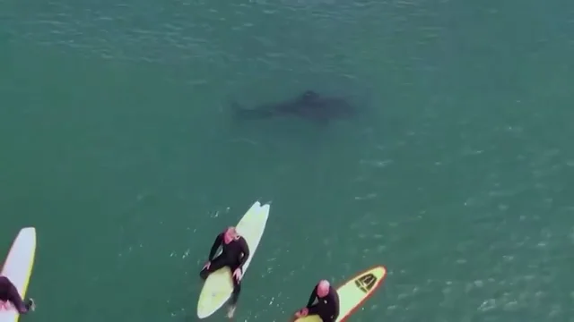 Unos surfistas domando olas a escasos metros de un enorme tiburón blanco Unos surfistas domando olas a escasos metros de un enorme tiburón blanco